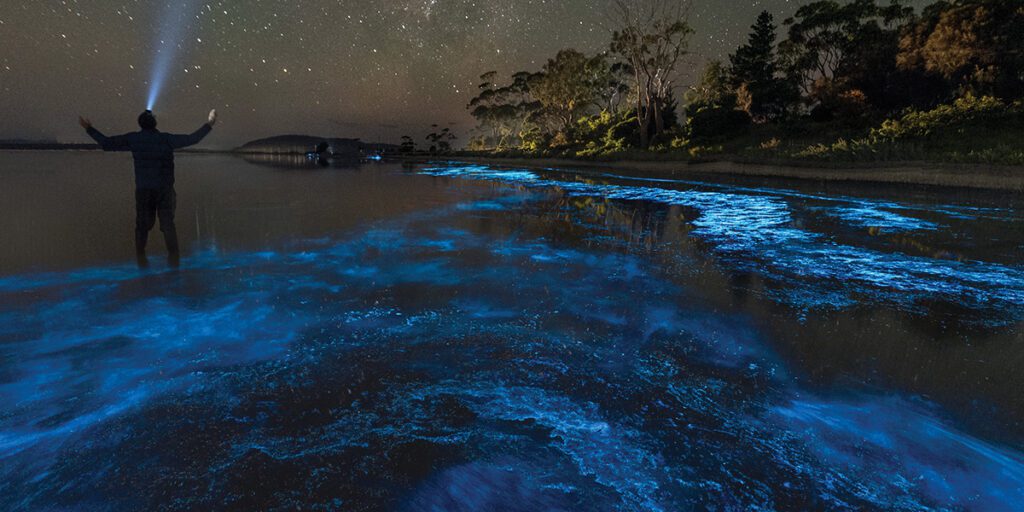 Bioluminescent Bay