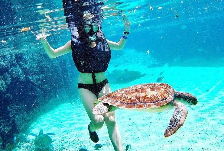 Turtle Center in Grand Cayman